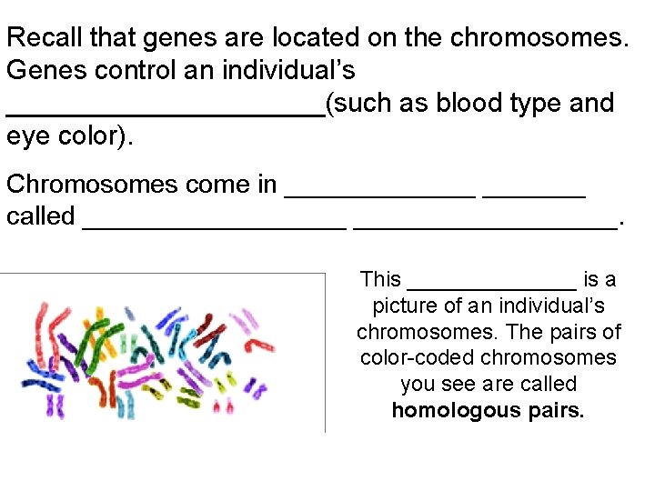 Recall that genes are located on the chromosomes. Genes control an individual’s ___________(such as