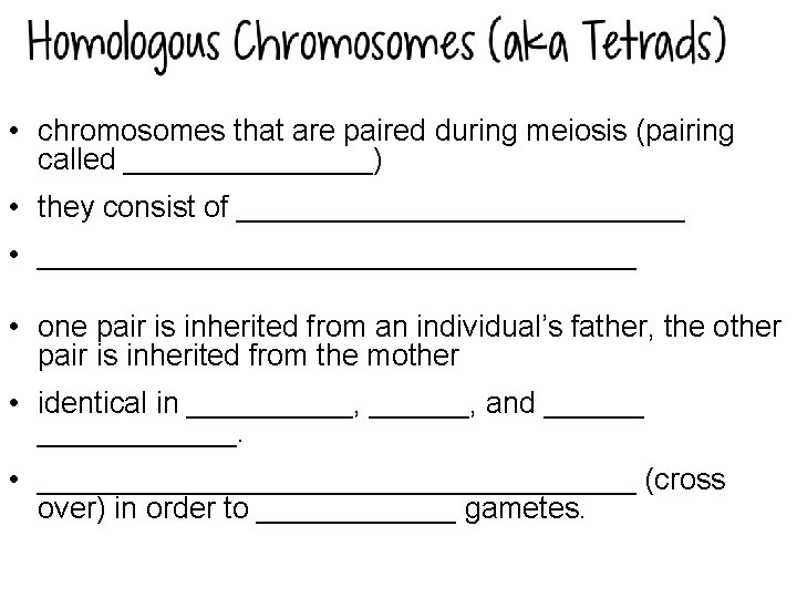  • chromosomes that are paired during meiosis (pairing called ________) • they consist