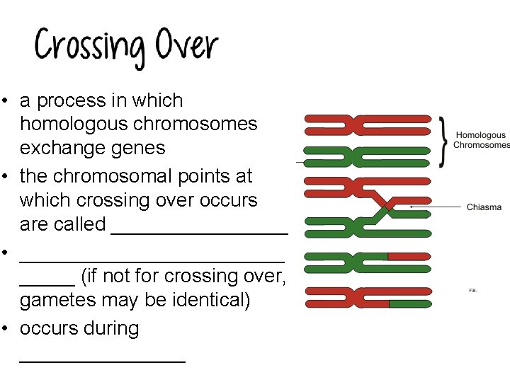  • a process in which homologous chromosomes exchange genes • the chromosomal points