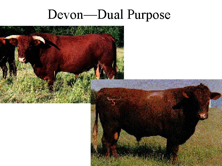 CHAPTER 21 BEEF BREEDS Definition of Types A