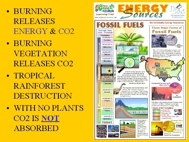 • BURNING RELEASES ENERGY & CO 2 • BURNING VEGETATION RELEASES CO 2