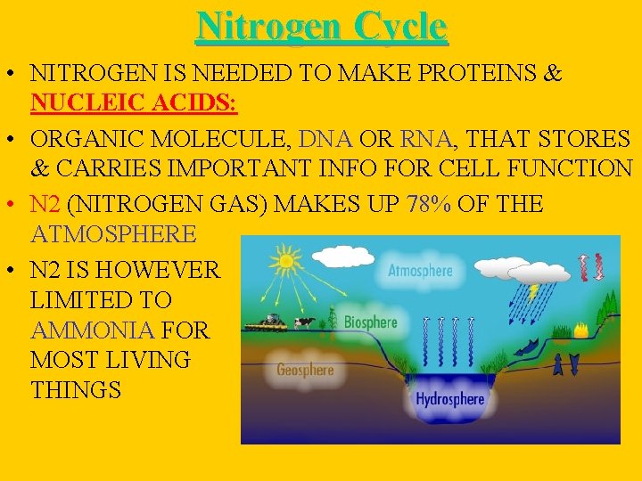 Nitrogen Cycle • NITROGEN IS NEEDED TO MAKE PROTEINS & NUCLEIC ACIDS: • ORGANIC