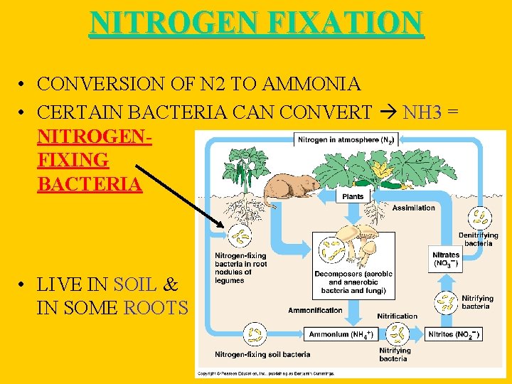 NITROGEN FIXATION • CONVERSION OF N 2 TO AMMONIA • CERTAIN BACTERIA CAN CONVERT