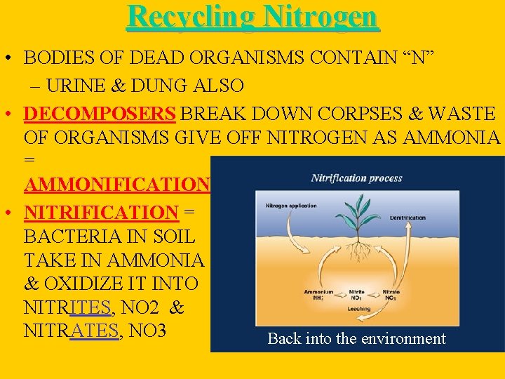 Recycling Nitrogen • BODIES OF DEAD ORGANISMS CONTAIN “N” – URINE & DUNG ALSO