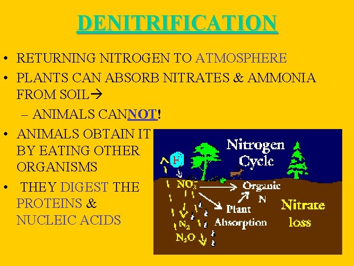 DENITRIFICATION • RETURNING NITROGEN TO ATMOSPHERE • PLANTS CAN ABSORB NITRATES & AMMONIA FROM