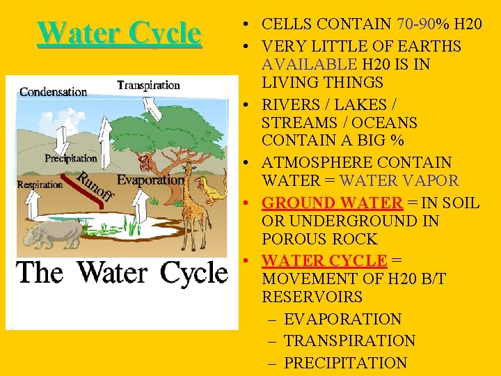 Water Cycle • CELLS CONTAIN 70 -90% H 20 • VERY LITTLE OF EARTHS