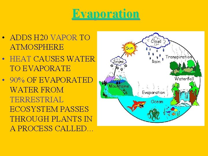 Evaporation • ADDS H 20 VAPOR TO ATMOSPHERE • HEAT CAUSES WATER TO EVAPORATE