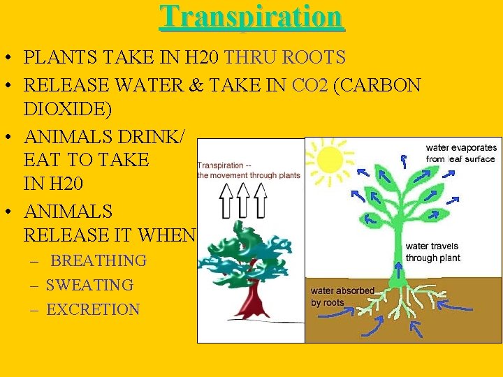 Transpiration • PLANTS TAKE IN H 20 THRU ROOTS • RELEASE WATER & TAKE