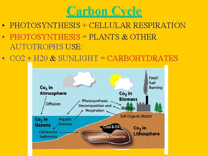 Carbon Cycle • PHOTOSYNTHESIS + CELLULAR RESPIRATION • PHOTOSYNTHESIS = PLANTS & OTHER AUTOTROPHS