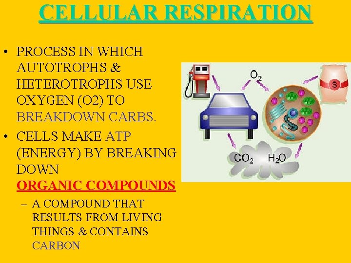 CELLULAR RESPIRATION • PROCESS IN WHICH AUTOTROPHS & HETEROTROPHS USE OXYGEN (O 2) TO