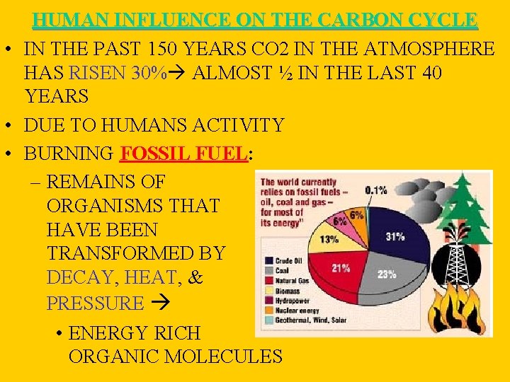 HUMAN INFLUENCE ON THE CARBON CYCLE • IN THE PAST 150 YEARS CO 2