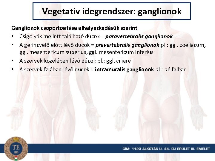 Vegetatív idegrendszer: ganglionok Ganglionok csoportosítása elhelyezkedésük szerint • Csigolyák mellett található dúcok = paravertebralis