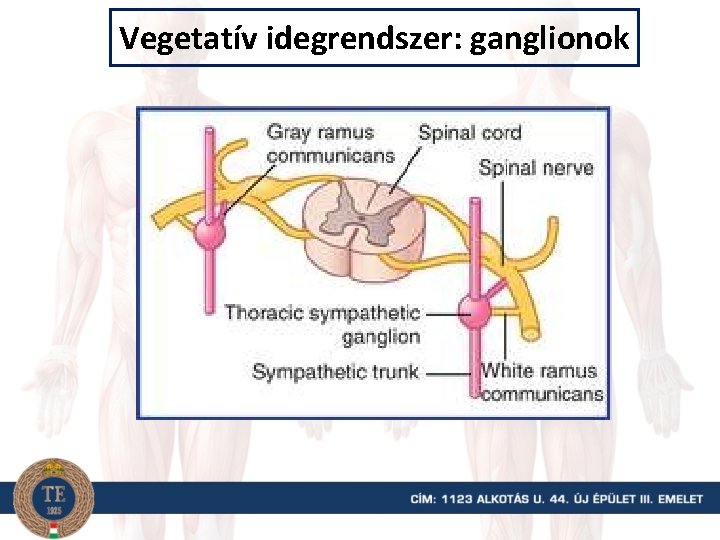 Vegetatív idegrendszer: ganglionok 