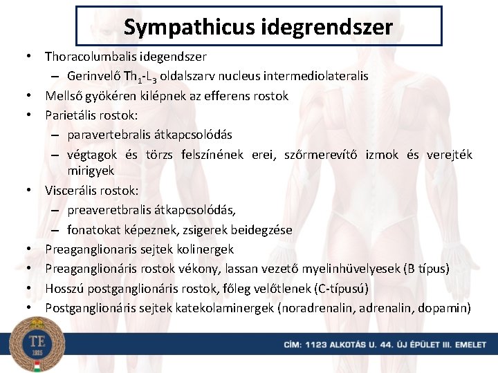 Sympathicus idegrendszer • Thoracolumbalis idegendszer – Gerinvelő Th 1 -L 3 oldalszarv nucleus intermediolateralis