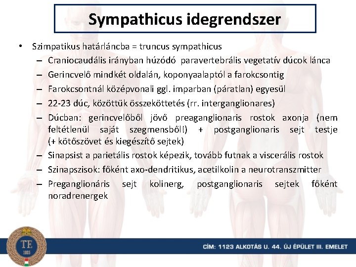 Sympathicus idegrendszer • Szimpatikus határláncba = truncus sympathicus – Craniocaudális irányban húzódó paravertebrális vegetatív