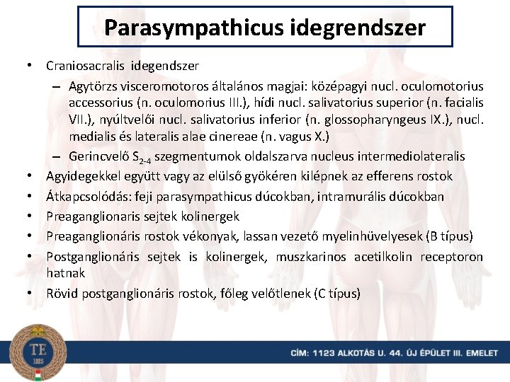 Parasympathicus idegrendszer • Craniosacralis idegendszer – Agytörzs visceromotoros általános magjai: középagyi nucl. oculomotorius accessorius