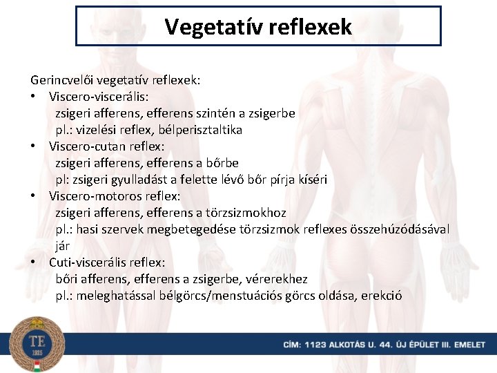 Vegetatív reflexek Gerincvelői vegetatív reflexek: • Viscero-viscerális: zsigeri afferens, efferens szintén a zsigerbe pl.