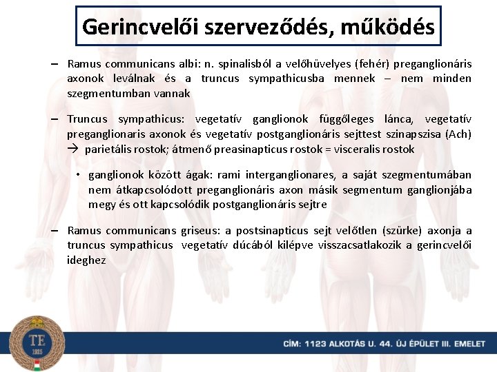 Gerincvelői szerveződés, működés – Ramus communicans albi: n. spinalisból a velőhüvelyes (fehér) preganglionáris axonok