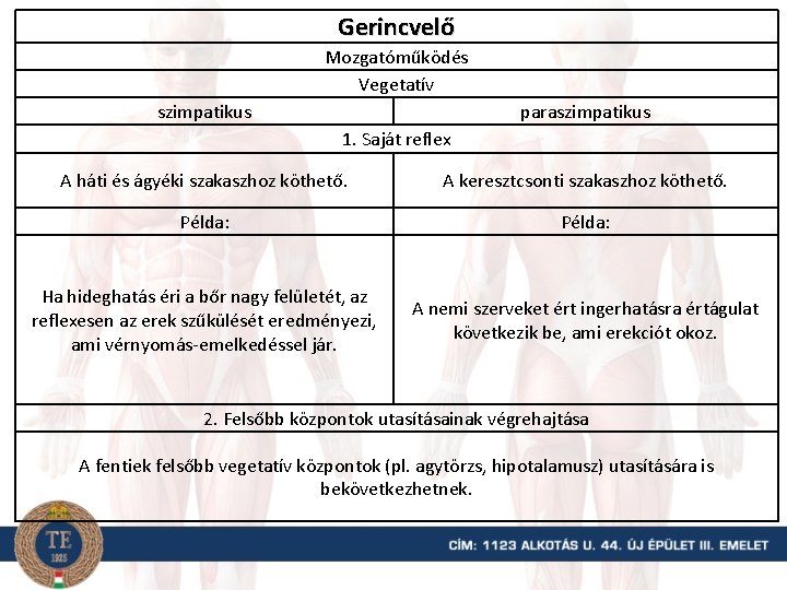 Gerincvelő Mozgatóműködés Vegetatív szimpatikus paraszimpatikus 1. Saját reflex A háti és ágyéki szakaszhoz köthető.