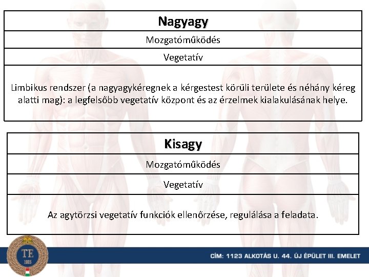 Nagyagy Mozgatóműködés Vegetatív Limbikus rendszer (a nagyagykéregnek a kérgestest körüli területe és néhány kéreg