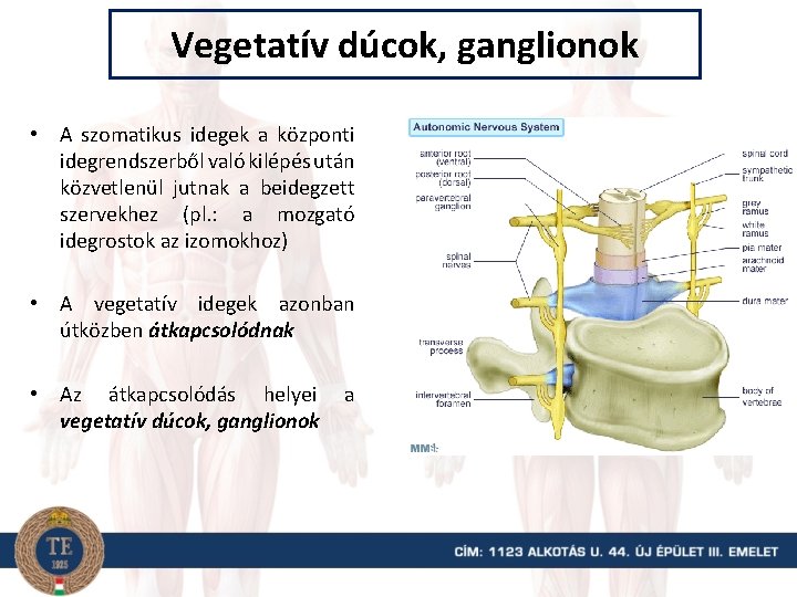 Vegetatív dúcok, ganglionok • A szomatikus idegek a központi idegrendszerből való kilépés után közvetlenül