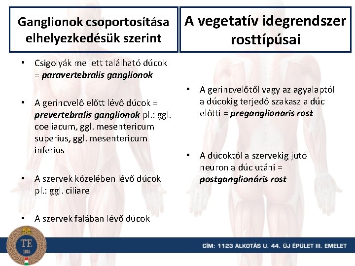 Ganglionok csoportosítása elhelyezkedésük szerint A vegetatív idegrendszer rosttípúsai • Csigolyák mellett található dúcok =