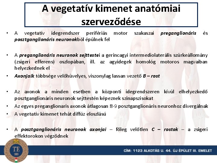 A vegetatív kimenet anatómiai szerveződése • A vegetatív idegrendszer perifériás motor posztganglionáris neuronokból épülnek