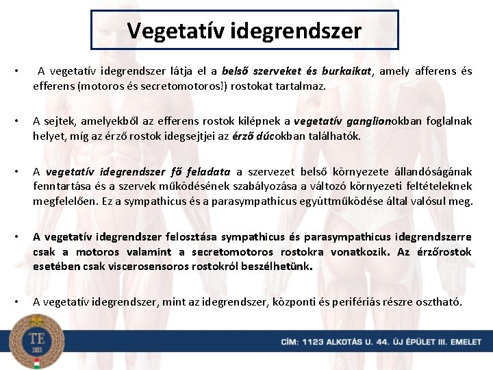 Vegetatív idegrendszer • A vegetatív idegrendszer látja el a belső szerveket és burkaikat, amely