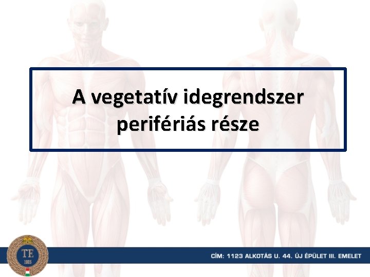 A vegetatív idegrendszer perifériás része 