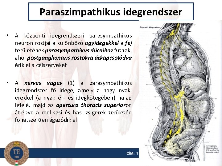 Paraszimpathikus idegrendszer • A központi idegrendszeri parasympathikus neuron rostjai a különböző agyidegekkel a fej