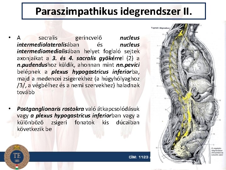 Paraszimpathikus idegrendszer II. • A sacralis gerincvelő nucleus intermediolateralisában és nucleus intermediomedialisában helyet foglaló