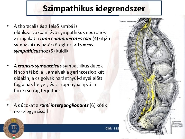 Szimpathikus idegrendszer • A thoracalis és a felső lumbális oldalszarvakban lévő sympathikus neuronok axonjaikat