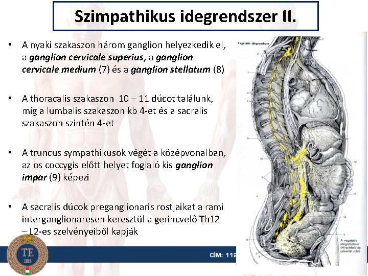 Szimpathikus idegrendszer II. • A nyaki szakaszon három ganglion helyezkedik el, a ganglion cervicale