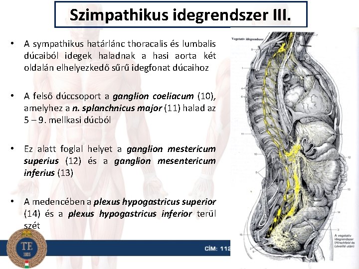 Szimpathikus idegrendszer III. • A sympathikus határlánc thoracalis és lumbalis dúcaiból idegek haladnak a