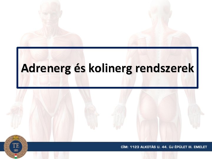 Adrenerg és kolinerg rendszerek 