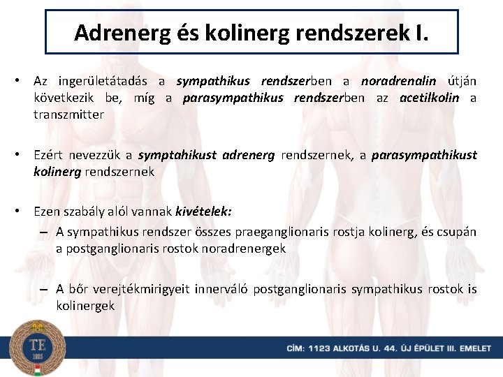 Adrenerg és kolinerg rendszerek I. • Az ingerületátadás a sympathikus rendszerben a noradrenalin útján