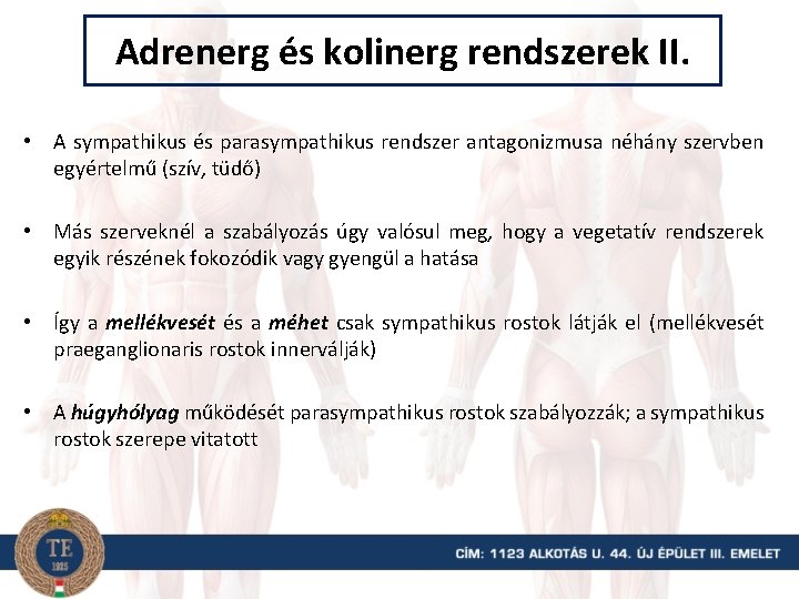 Adrenerg és kolinerg rendszerek II. • A sympathikus és parasympathikus rendszer antagonizmusa néhány szervben
