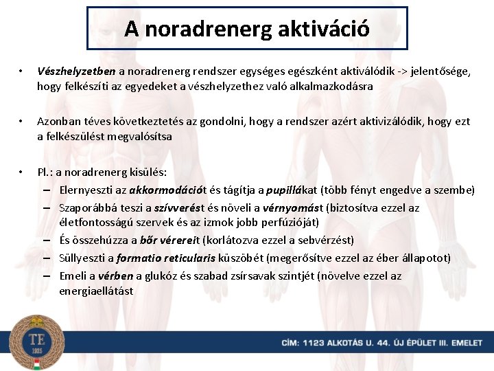 A noradrenerg aktiváció • Vészhelyzetben a noradrenerg rendszer egységes egészként aktiválódik -> jelentősége, hogy