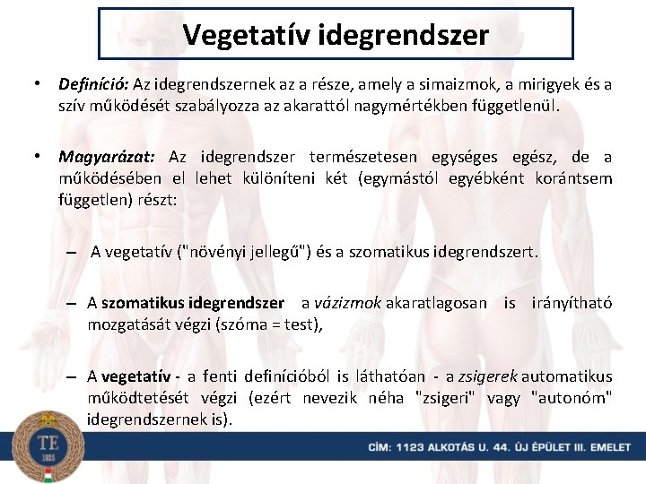 Vegetatív idegrendszer • Definíció: Az idegrendszernek az a része, amely a simaizmok, a mirigyek