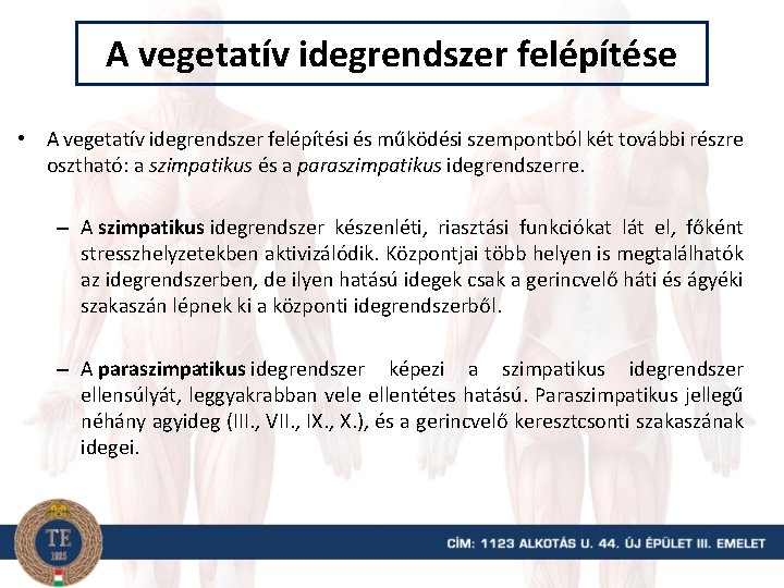 A vegetatív idegrendszer felépítése • A vegetatív idegrendszer felépítési és működési szempontból két további