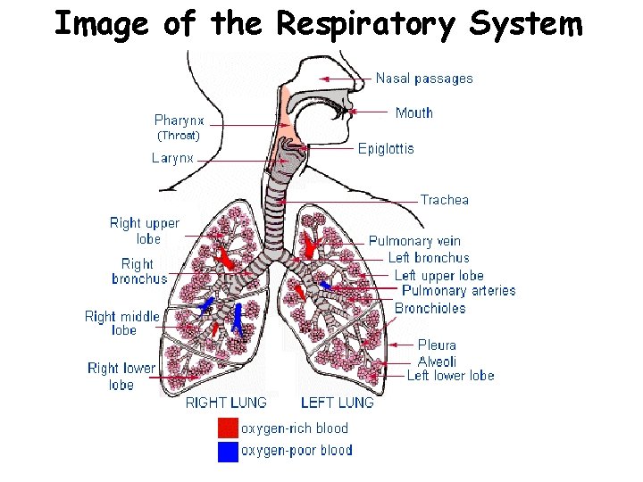 Image of the Respiratory System 