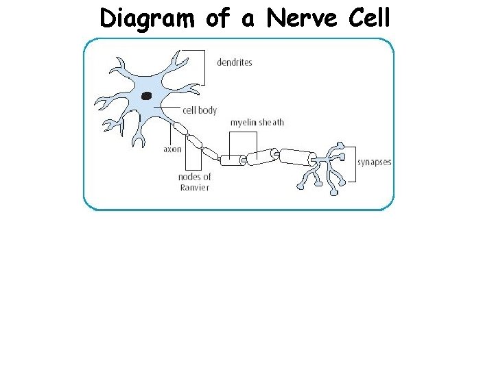 Diagram of a Nerve Cell 