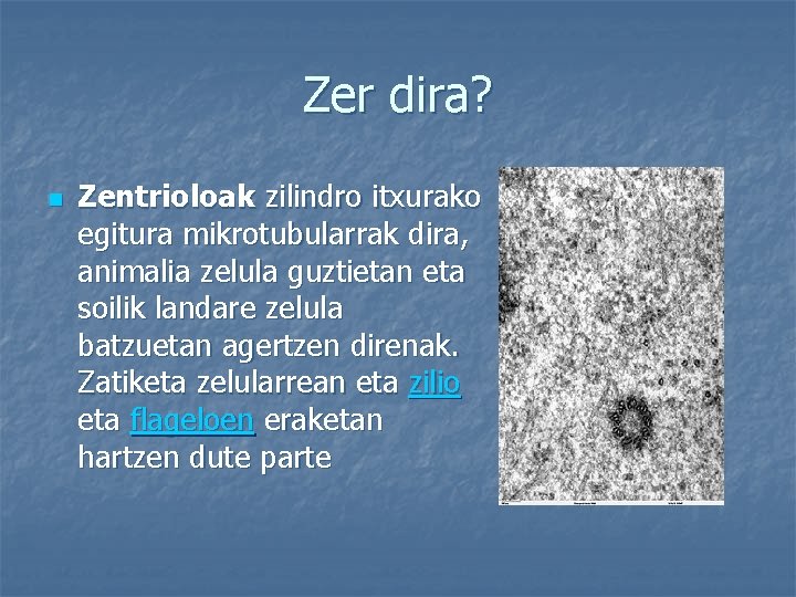 Zer dira? n Zentrioloak zilindro itxurako egitura mikrotubularrak dira, animalia zelula guztietan eta soilik