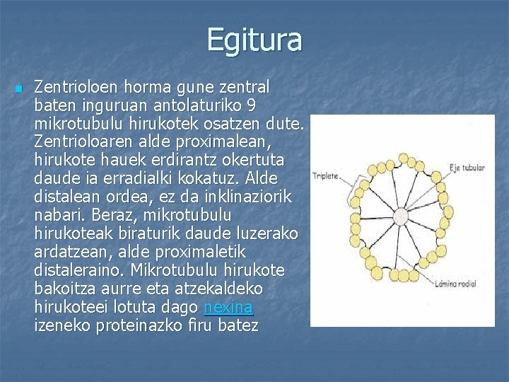 Egitura n Zentrioloen horma gune zentral baten inguruan antolaturiko 9 mikrotubulu hirukotek osatzen dute.