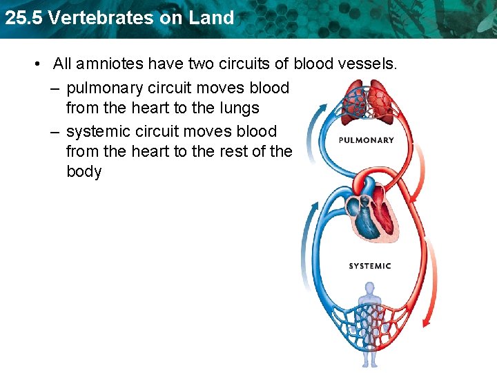25. 5 Vertebrates on Land • All amniotes have two circuits of blood vessels.