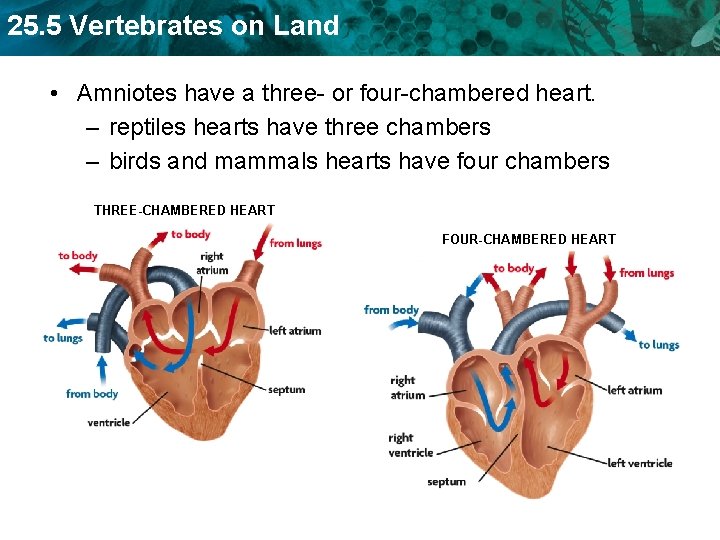 25. 5 Vertebrates on Land • Amniotes have a three- or four-chambered heart. –