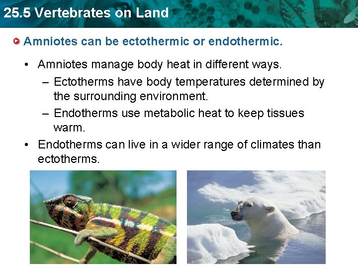 25. 5 Vertebrates on Land Amniotes can be ectothermic or endothermic. • Amniotes manage