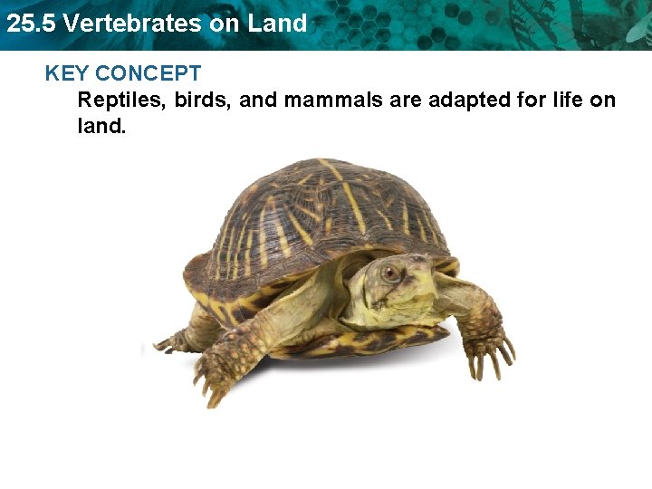 25. 5 Vertebrates on Land KEY CONCEPT Reptiles, birds, and mammals are adapted for