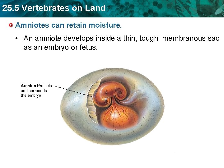 25. 5 Vertebrates on Land Amniotes can retain moisture. • An amniote develops inside