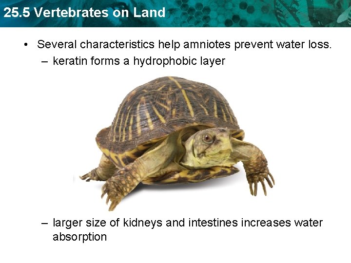25. 5 Vertebrates on Land • Several characteristics help amniotes prevent water loss. –